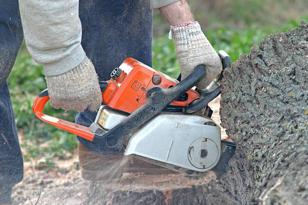 Reliable Lincoln University, PA Tree Services Solutions