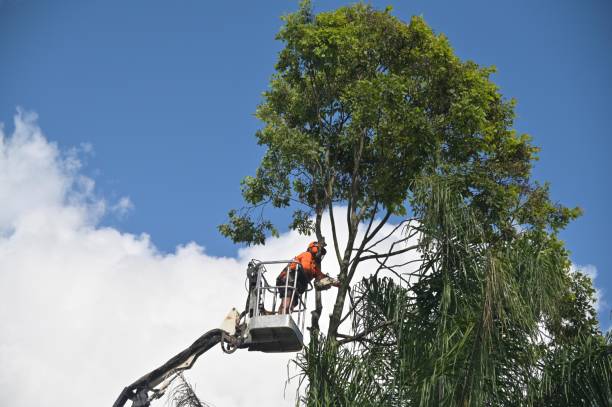 Best Stump Grinding and Removal  in Lincoln University, PA