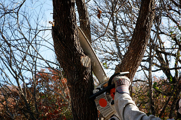 Best Arborist Consultation Services  in Lincoln University, PA